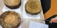 💙В ФОТООБЪЕКТИВЕ урок трудового обучения в 7 "А" классе по теме: "Строение древесины".